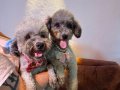 Silver poodle Çift olarak verilecektir