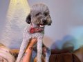Silver poodle Çift olarak verilecektir