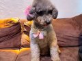 Silver poodle Çift olarak verilecektir