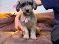 Silver poodle Çift olarak verilecektir