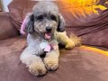 Silver poodle Çift olarak verilecektir