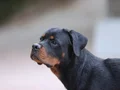 8 aylık a secereli rottweiler dişi