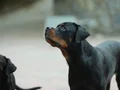 8 aylık a secereli rottweiler dişi