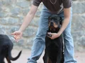 8 aylık a secereli rottweiler dişi