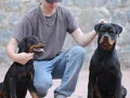 8 aylık a secereli rottweiler dişi