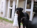 8 aylık a secereli rottweiler dişi