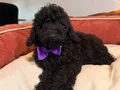 Siyah toy poodle yavrular