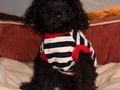 Siyah toy poodle yavrular