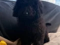 Siyah toy poodle yavrular