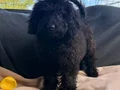 Siyah toy poodle yavrular
