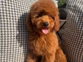 4.5 aylık Kızıl toy poodle yavrularım