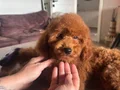 4.5 aylık Kızıl toy poodle yavrularım