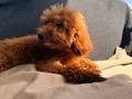 4.5 aylık Kızıl toy poodle yavrularım