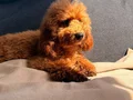 4.5 aylık Kızıl toy poodle yavrularım