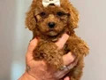 Minik Toypoodle kızlarrr