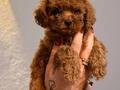 Minik Toypoodle kızlarrr