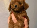 Minik Toypoodle kızlarrr