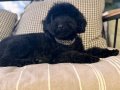 3 yaşında dişi Toy poodle 