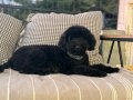 3 yaşında dişi Toy poodle 