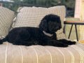 3 yaşında dişi Toy poodle 