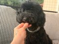 3 yaşında dişi Toy poodle 
