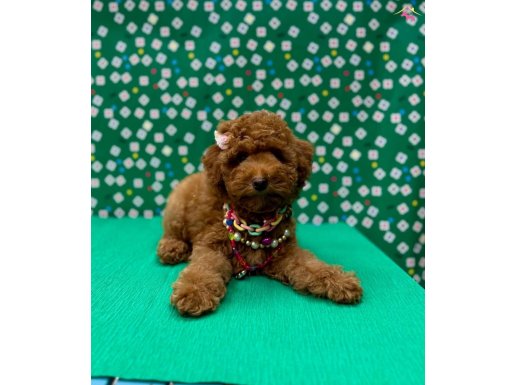 TOY POODLE YAVRULARI SAHİPLERİNİ BEKLİYOR
