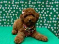 TOY POODLE YAVRULARI SAHİPLERİNİ BEKLİYOR