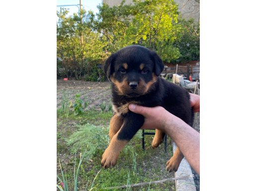 Rottweiler yavrular yeni yuvalarına hazırlar 