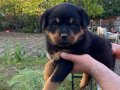 Rottweiler yavrular yeni yuvalarına hazırlar 