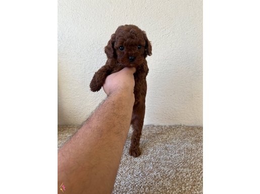 MUHTEŞEM YÜZ , RENK , TÜY KALİTESİ OLAN KORE YAVRULARIMIZ 