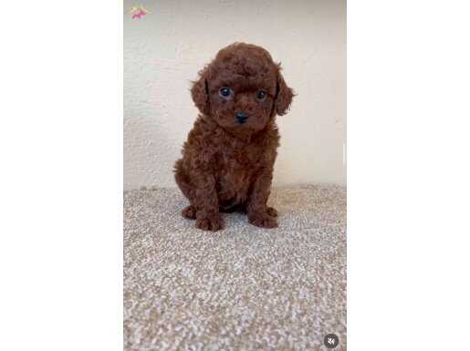 Kızıl Renk Tonu ve İpeksi Tüy Yapısıyla Oyuncu Toy Poodle Yavruları