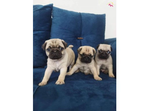 Pug mops yavruları 