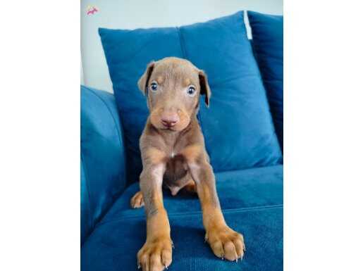 Kızıl ve siyah doberman yavruları 