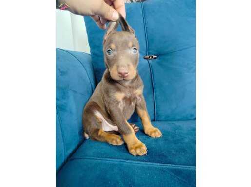 Doberman yavruları 