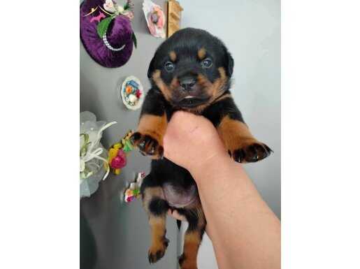 Dişi ve erkek rotweiler yavruları 