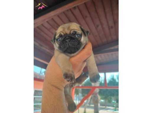 Pug mops yavruları