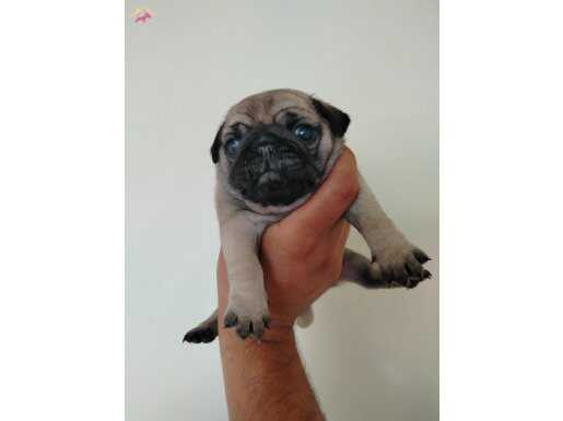 Pug mops yavruları 