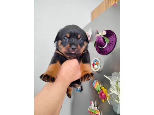 Erkek ve dişi rotweiler yavruları 