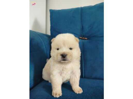 Chow chow çin aslanı yavruları 
