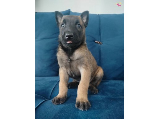 Belçika kurdu yavruları 