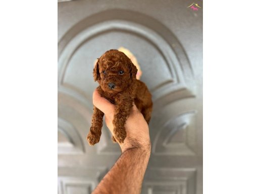 Toy poodle yavruları