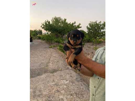 Dişi rotweiler yavrusu