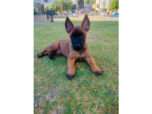 Belçika kurdu yavrularıııı