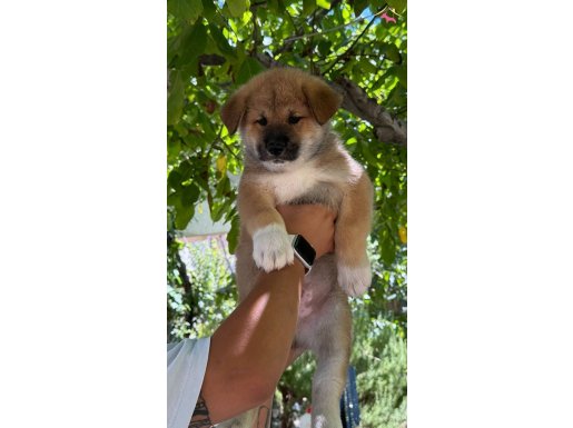 Akita yavruları 