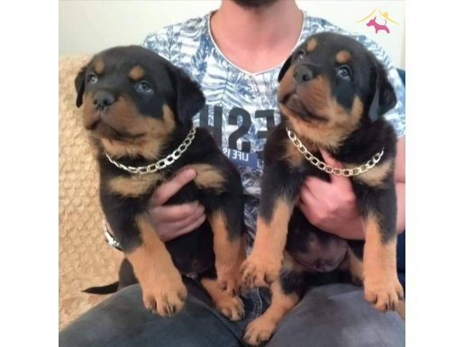 Erkek ve dişi rotweiler yavruları 