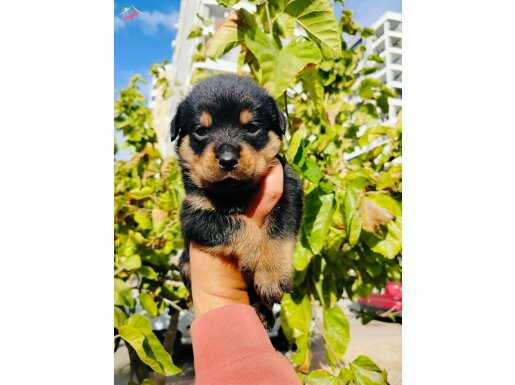 Dişi rotweiler yavruları 