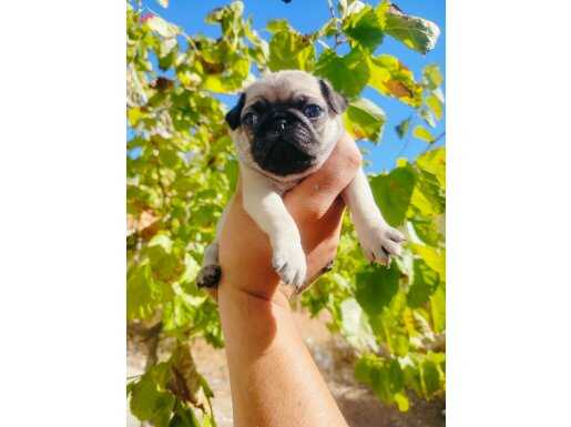 Pug mops yavrularııı