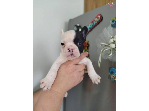French bulldog yavruları