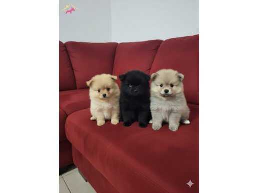 Pomeranian yavruları 