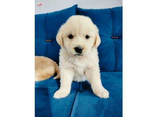 Dişi Baby face golden yavruları 